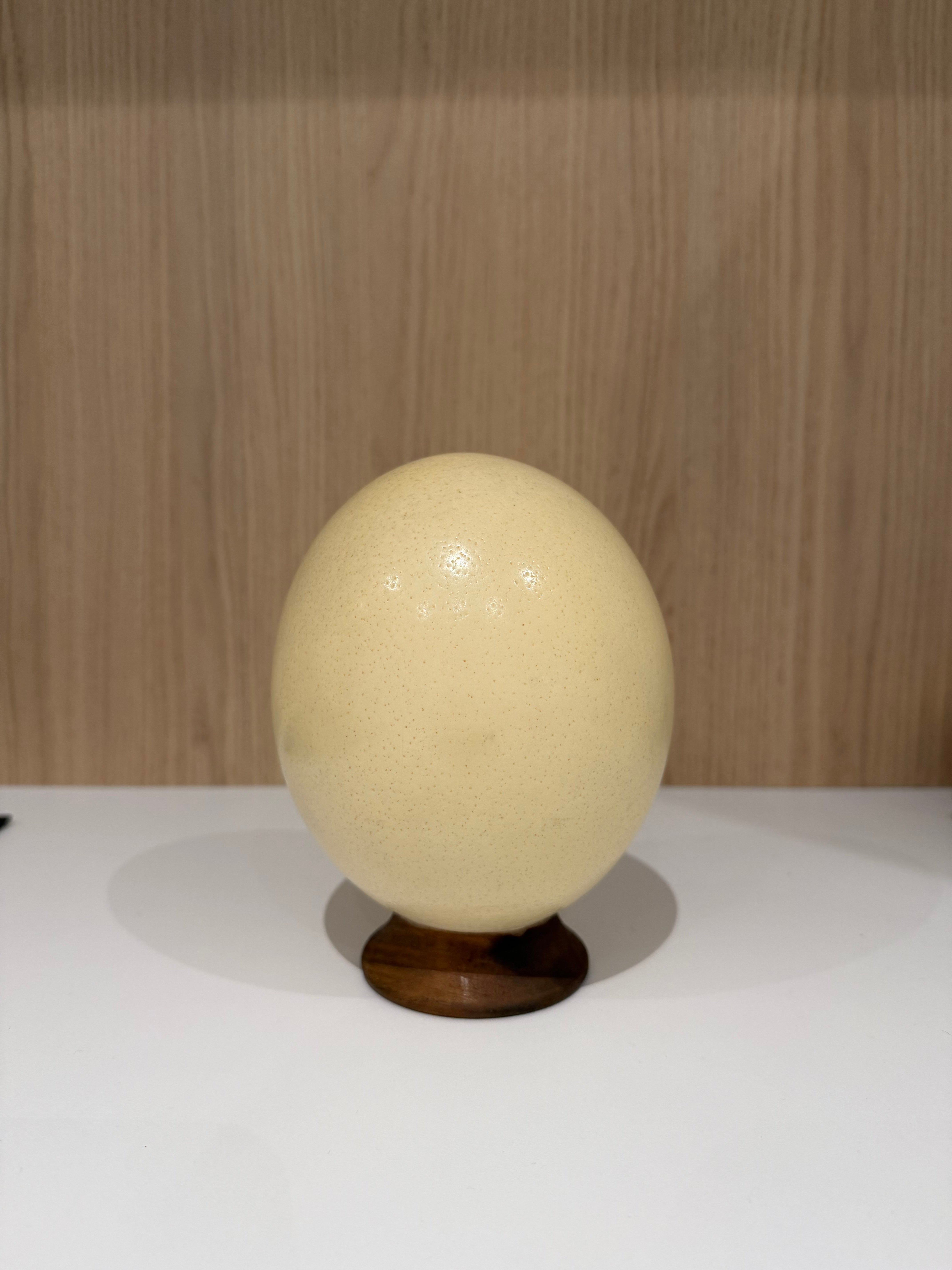 Struisvogelei op voet